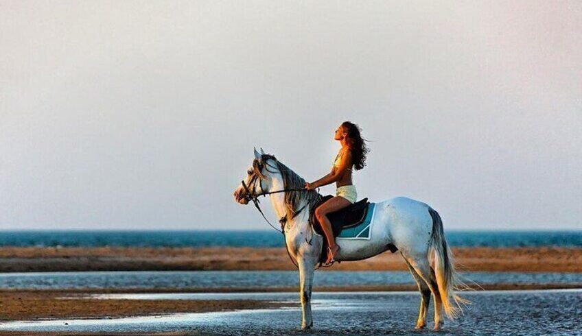 Swimming With horses in Hurghada