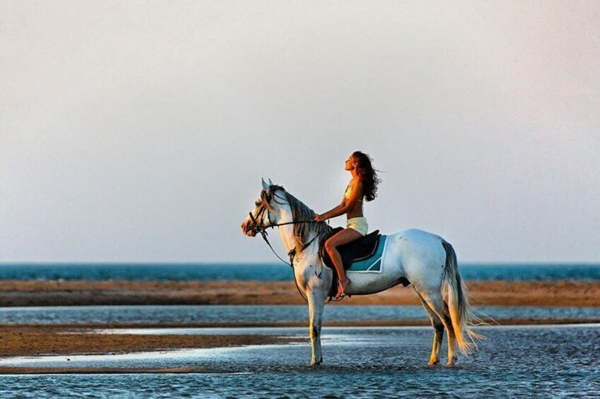 Swimming With horses in Hurghada