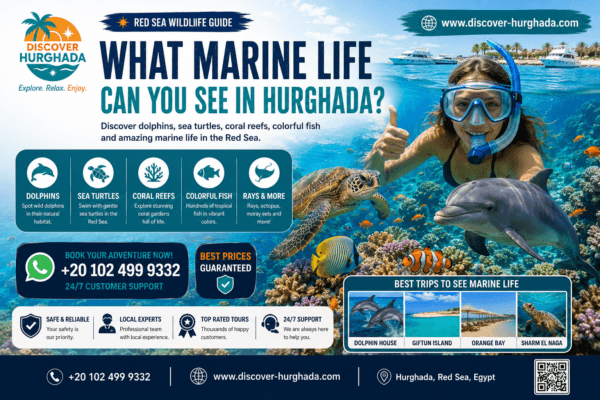 What Marine Life Can You See In Hurghada featuring dolphins sea turtles coral reefs colorful fish and Red Sea marine